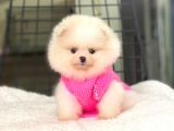 Pomeranian Boo Teddy Face Dişi Yavrumuz