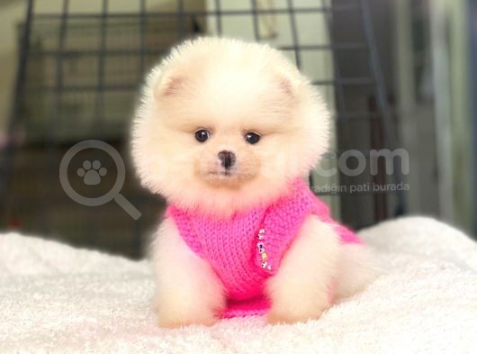 Pomeranian Boo Teddy Face Dişi Yavrumuz görsel