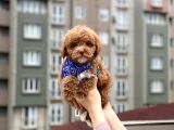 Toypoodle Red Erkek Mini Boy Erkek Yavrumuz