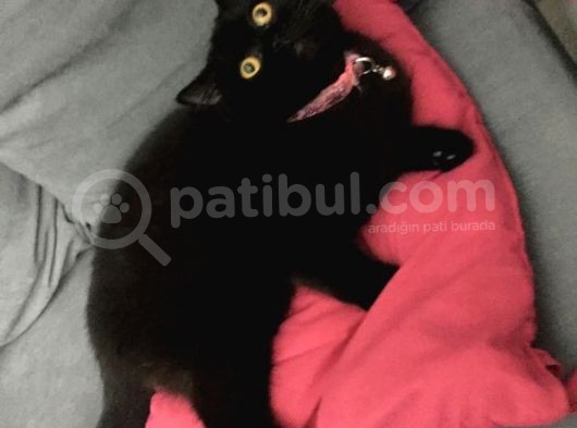 Safkan British Shorthair Bütün Eğitimleri Vardır