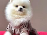 Safkan Pomeranian Boo Yavrularımız