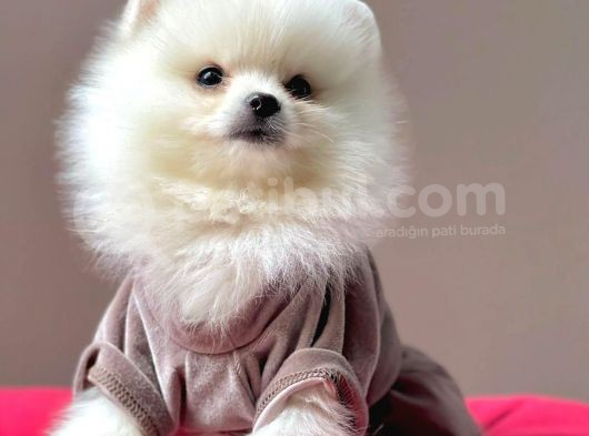 Safkan Pomeranian Boo Yavrularımız