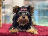 5 Aylık Dişi Yorkshire Terrier Yavrumuz