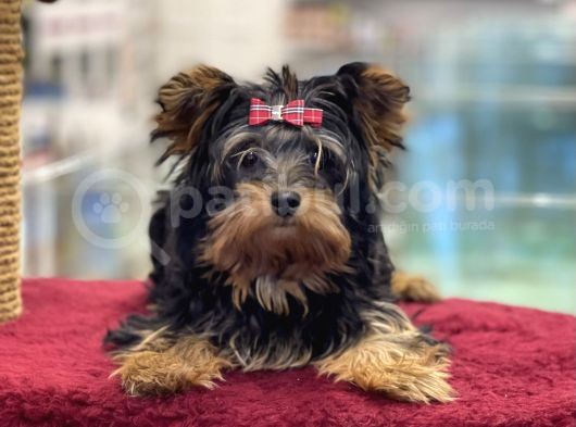 5 Aylık Dişi Yorkshire Terrier Yavrumuz görsel