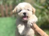 Orjinal Multigen Maltipoo Bebekler