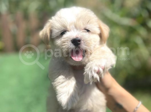 Orjinal Multigen Maltipoo Bebekler görsel