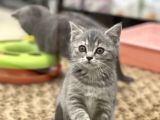 Blue Tabby British Shorthair Dişi Yavrumuz