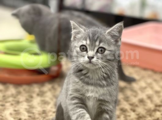 Blue Tabby British Shorthair Dişi Yavrumuz görsel
