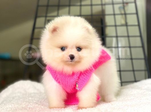 Pomeranian Boo Teddy Face Dişi Yavrumuz görsel