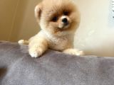 Teddy Face Pomeranian Boo Bebekler