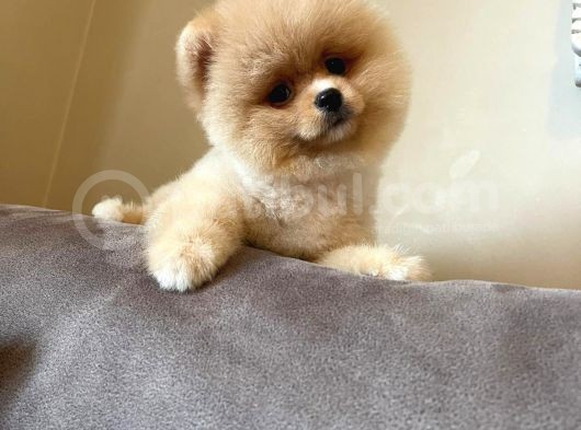 Teddy Face Pomeranian Boo Bebekler görsel