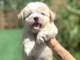Orjinal Multigen Maltipoo Bebekler