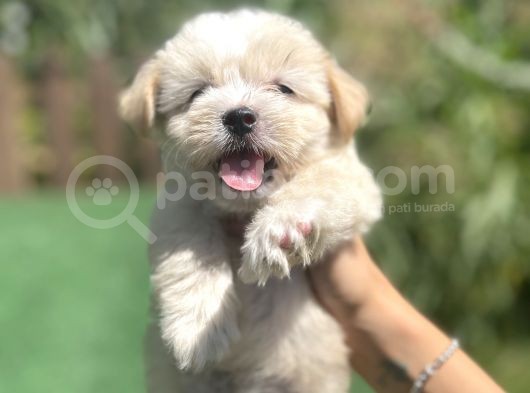 Orjinal Multigen Maltipoo Bebekler