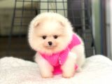 Pomeranian Boo Teddy Face Dişi Yavrumuz