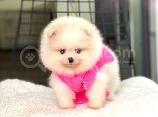 Pomeranian Boo Teddy Face Dişi Yavrumuz görsel