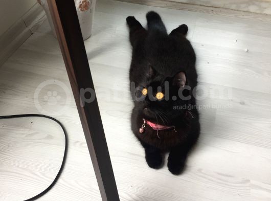 Safkan British Shorthair Bütün Eğitimleri Vardır görsel