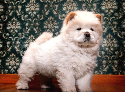 Safkan Chow Chow Yavrumuz