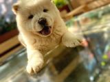 Yarişma Düzeyi̇ Anne Baba Safkan Chow Chow Yavrumuz