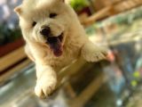 Yarişma Düzeyi̇ Anne Baba Safkan Chow Chow Yavrumuz