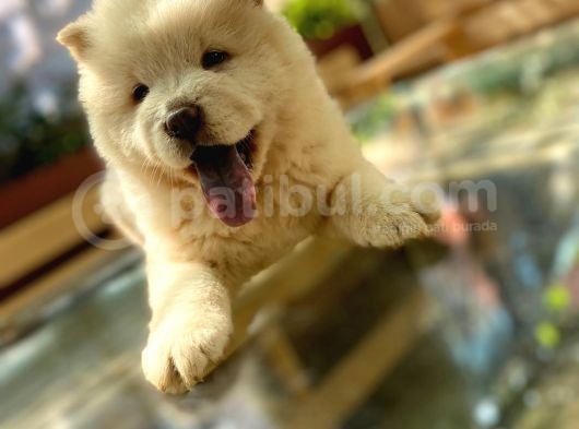 Yarişma Düzeyi̇ Anne Baba Safkan Chow Chow Yavrumuz görsel