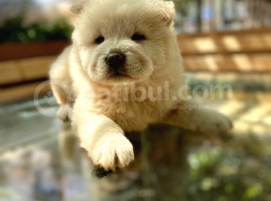 Yarişma Düzeyi̇ Anne Baba Safkan Chow Chow Yavrumuz görsel