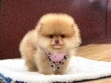 Ayıcık Suratlı Pomeranian Boo Yavrumuz