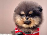 Safkan Pomeranian Boo Yavrularımız