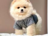 Safkan Pomeranian Boo Yavrularımız