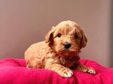 Safkan Maltipoo Yavrularımız