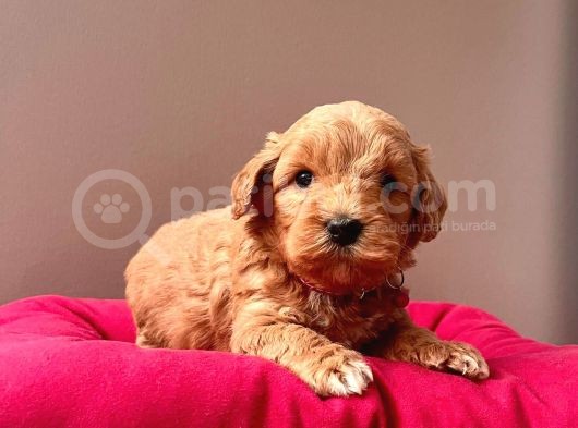 Safkan Maltipoo Yavrularımız görsel