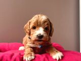 Safkan Maltipoo Yavrularımız