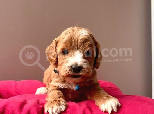 Safkan Maltipoo Yavrularımız görsel
