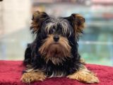5 Aylık Dişi Yorkshire Terrier Yavrumuz