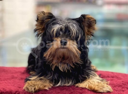 5 Aylık Dişi Yorkshire Terrier Yavrumuz görsel