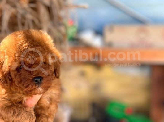 Orji̇nal Mi̇ni̇ Toy Poodle Yavrumuz görsel