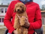 Mi̇ni̇ Poodle Yavrumuz