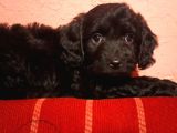 Si̇yah Toy Poodle Yavrumuz