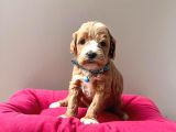 A Kalite Maltipoo Yavrular