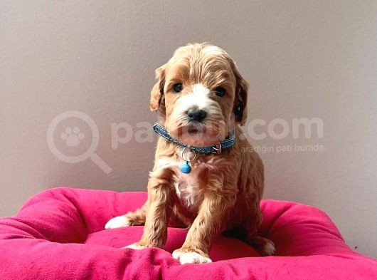 A Kalite Maltipoo Yavrular