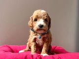 A Kalite Maltipoo Yavrular