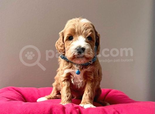 A Kalite Maltipoo Yavrular görsel