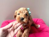 A Kalite Maltipoo Yavrular