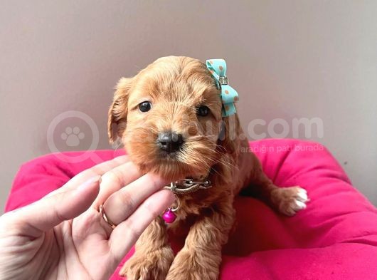 A Kalite Maltipoo Yavrular görsel