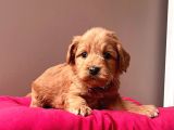 A Kalite Maltipoo Yavrular