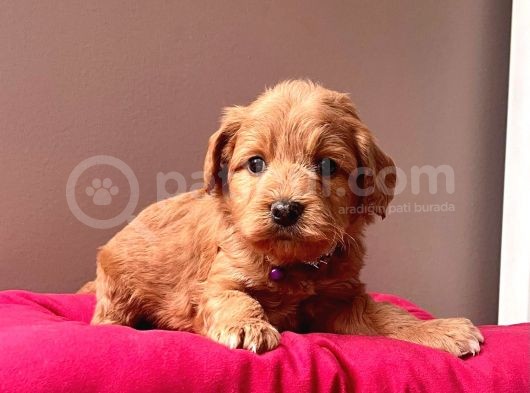 A Kalite Maltipoo Yavrular görsel