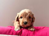 A Kalite Maltipoo Yavrular