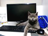 Eğitimli Orijinal British Shorthair