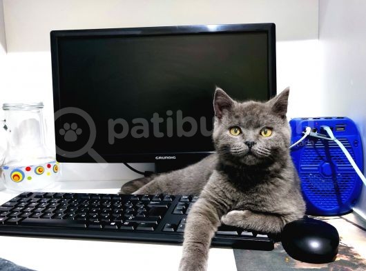 Eğitimli Orijinal British Shorthair