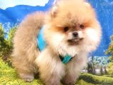 Pomeranian Boo Teddy Bear Yavrular