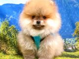 Pomeranian Boo Teddy Bear Yavrular